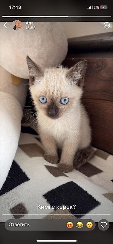 Животные: Котёнок сибирско-сиамского (колор-пойнт) типа - Возраст: примерно — 3