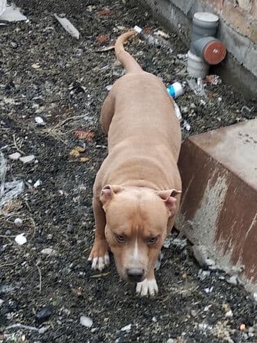 отдам даром собаку в хорошие руки: Вязка: Амстафф, Самец, 4 года, С родословной — 7