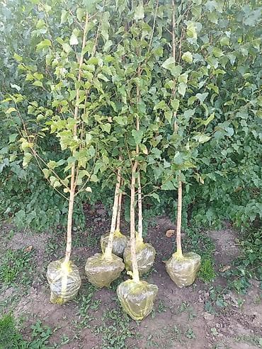 Декор для дома и сада: Береза Саженцы В наличии липа, клен остролистный, катальпа, чынар — 3