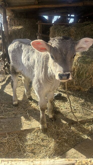 возьму даром собаку: Продаю | Музоо, торпок | Для разведения | Привязанные — 6