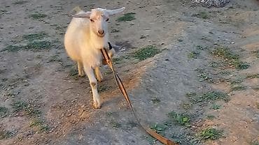Продаю | Козёл (самец) | Для молока
