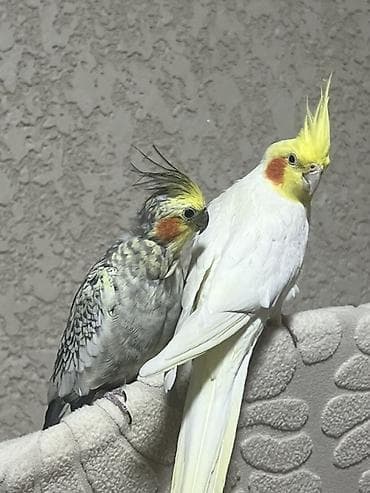 бездомные кошки: 🦜 Продаются кореллы с клеткой Белый мальчик и серая девочка. Очень — 1