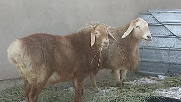 Продаю | Овца (самка) | Для разведения | Матка at lalafo.kg Продаю | Овца (самка) | Для разведения | Матка