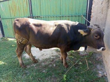 бычки на откорм: Продаю | Бык (самец) | На откорм | Племенные — 2