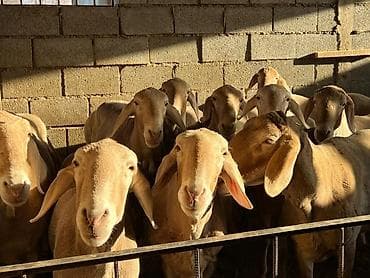 обезьяна живой: Продаю | Овца (самка), Ягненок, Баран (самец) | Арашан | Для разведения | Племенные — 2