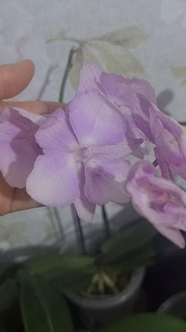 кой сойобуз: Орхидея Phalaenopsis (разные окраски, мини и стандарт) - Сортовая — 5