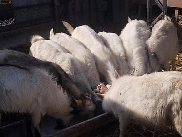 Кошки: Продаю | Козёл (самец) | Зааненская | На забой, Для разведения — 4