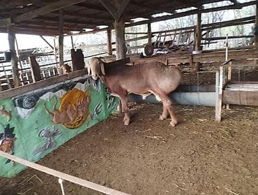 кой козусу: Продаю | Баран (самец) | Арашан | Для разведения | Племенные — 7