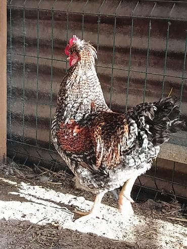 ящик сатылат: Сатам | Короздор | Көбөйтүү үчүн — 4