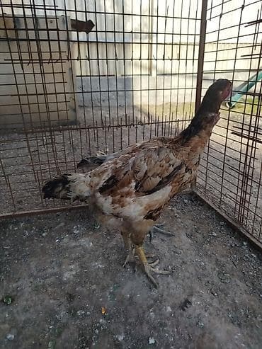 Птицы: Дакан мекиштер сатылат активный алмашу жолдору бар адрес Заря Тынчтык — 4