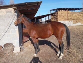 продаю связи с переездом: Продаю | Конь (самец) | Полукровка | Для разведения — 2