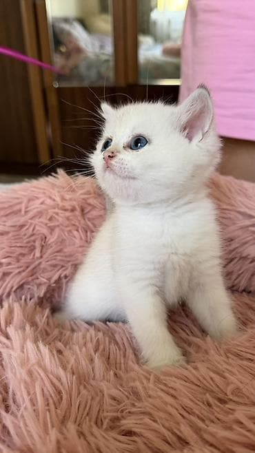 лысые котята: 🐾Открыта бронь на британских короткошерстных котят! 🐾 ❤️Оба родителя — 6