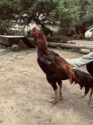 Продам с/х животных: Продаю | Петух | Бойцовая | Для разведения — 2