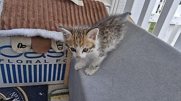 белые котенки: Бенгальская, 2 месяца, Девочка, Приучена к лотку — 3
