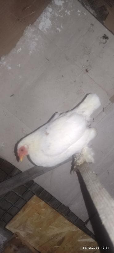 сетка для курятника: Продаю | Куры, Петух — 4