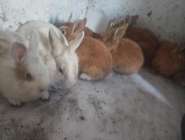 музо швиц: Декоративные кролики — 1