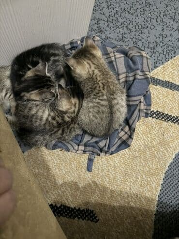 Линолеум: Котята, классический «тигровый» окрас (серо-бежевые и тёмно-серые — 3