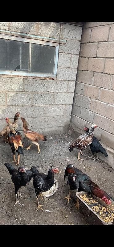 кукуруза для попкорма: Продаю | Куры | Для разведения — 3