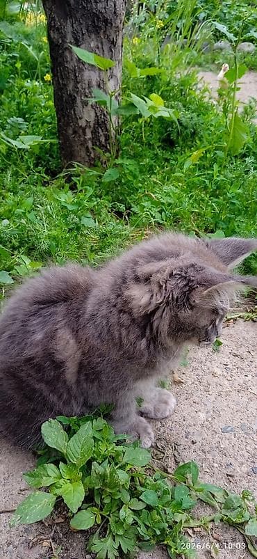 котят бесплатно: Мейн-кун, 3 месяца, Мальчик, Приучена к лотку, Проглистована — 9