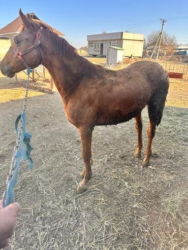 возьму собаку в добрые руки: Продаю | Кобыла (самка) | Полукровка | На забой — 4