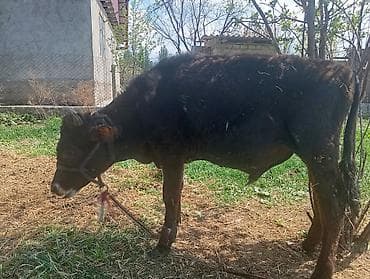 индийский бегунок купить: Продаю | Бык (самец) | На откорм | Привязанные — 3