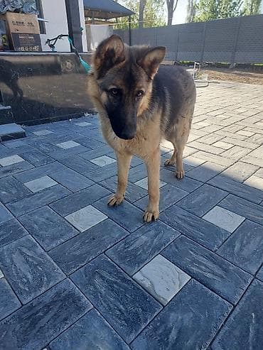 собаки доберманы: Немецкая овчарка, 7 месяцев, Самец, С прививкой — 3