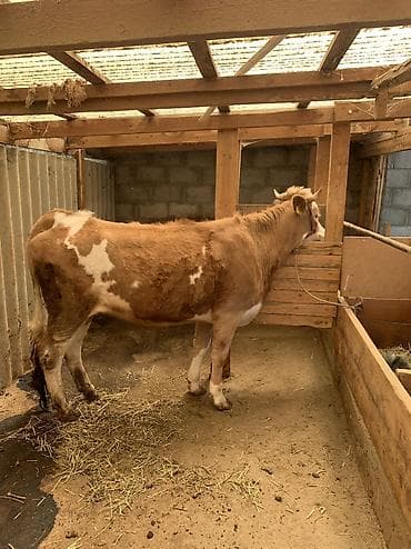 револьвер бульдог: Продаю | Корова (самка) | Симментальская | На откорм | Привязанные — 2