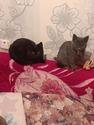 сколько стоит сиамская кошка: Беспородная, 3 месяца, Мальчик, Черный, Приучена к лотку — 4