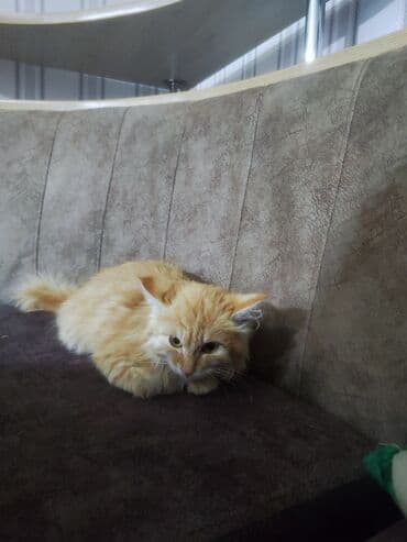 продам домик для кошки: Город Каракол Пушистый рыжий котёнок с длинной шерстью и — 1