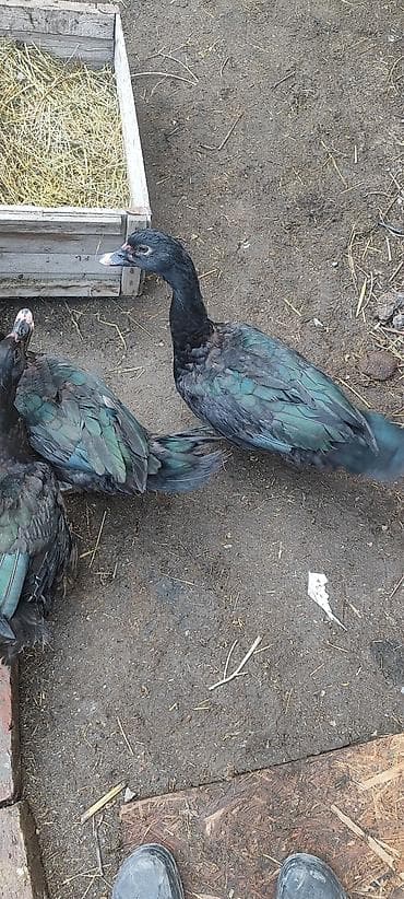 кунай минато: Селезни самцы Мускусные утки (3 шт), черного окраса.1 штук 1700 с - — 7