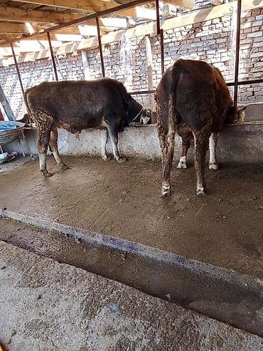 А/ч жаныбарларын сатам: Сатам | Бука (эркек) | Бордоп семиртүү үчүн | Байланган — 1