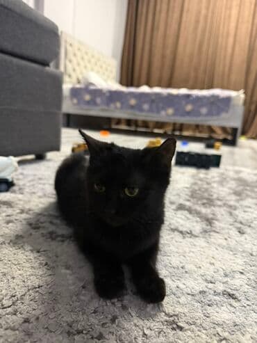 миска для животных: Кошка даром: Беспородная, Мальчик — 1