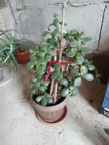 Декор и интерьер: Толстянка (денежное дерево) в горшке. - Сорт: Crassula ovata — 1