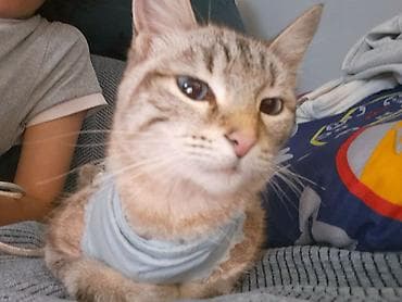 кошка купить бишкек: 1 год, Девочка, Приучена к лотку — 5