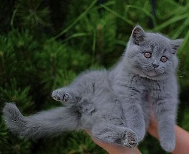 сфинкс кошка: Британская короткошёрстная, 2 месяца, Девочка, Лиловый — 2