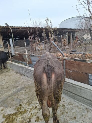 дойный апарат для коров: Продаю | Бык (самец), Тёлка | На забой — 4