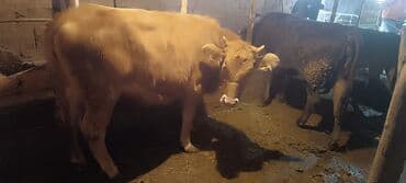 черепаха животное: Продаю | Корова (самка) | На забой — 2