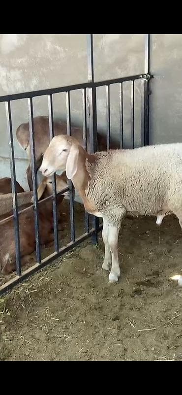 шиншила животное: Продаю | Ягненок, Баран (самец) | Арашан — 2