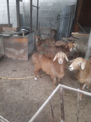 продажа домашних животных: Продаю | Овца (самка) | Для разведения | Матка — 1