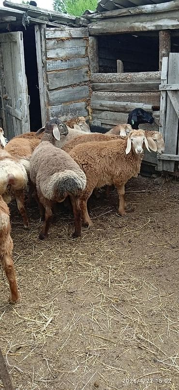 сколько стоит собака породы корги: Продаю | Ягненок | Арашан | Для разведения | Племенные — 2