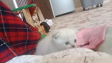сөөл жан: Котёнок с короткой плюшевой бело вислоуха котёнка шерстью иБольшие — 2