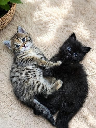 возьму котят: Котята, помёт из трёх малышей: -Родились — 1