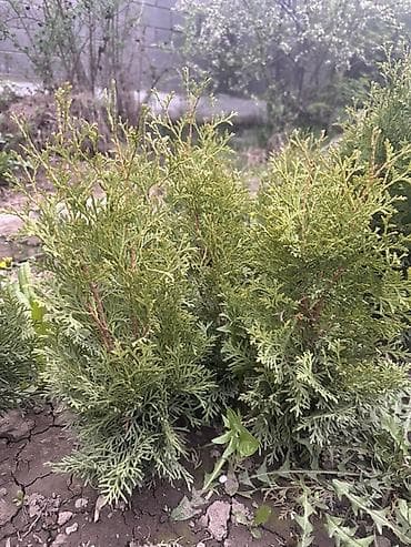 секатор цена бишкек: Срочно!!!Туя западная «Смарагд»
20-30см 350сом
40-50см 500сом — 2