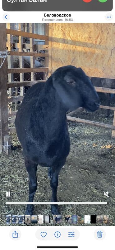 Кошки: Продаю | Овца (самка) | Арашан | Ярка — 3