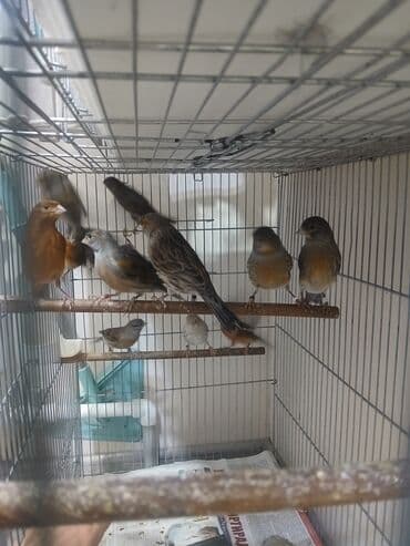 купить несушек курей: Канарейки (разные окрасы) в клетке - Вид: канарейки, несколько особей — 5