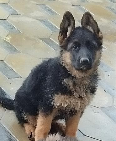 купить фокстерьера: Немецкая овчарка, 1 месяц, Самка, С прививкой, С родословной — 1