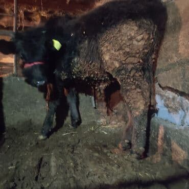 рр питбуль: Продаю | Бык (самец), Тёлка, Музоо, торпок | Полукровка | На откорм, На забой, Для разведения | Привязанные — 6