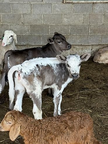 комнатные собаки: Продаю | Музоо, торпок | На откорм — 3