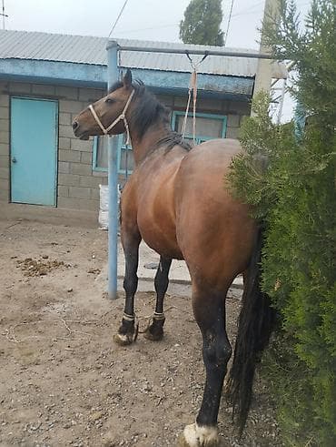 дешевые дачи: Семиз Айгырлар байталдар кунандар быштылар сатылат адрес Новопокровка — 2