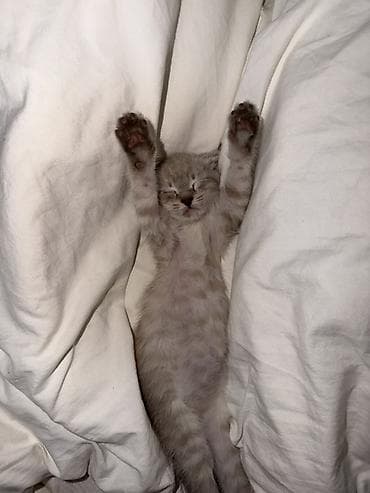 Шотландский вислоухий котёнок (Scottish Fold) - Окрас — 4